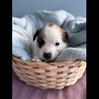 Jack Russell - Both