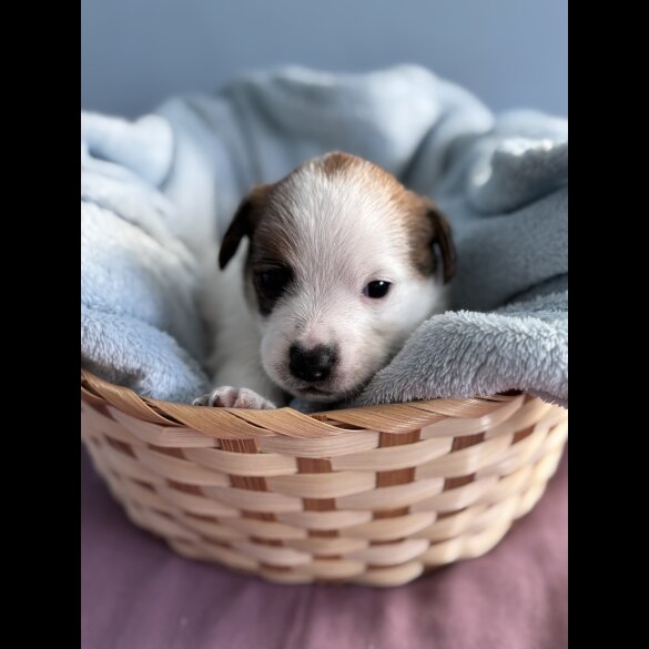 Jack Russell - Both