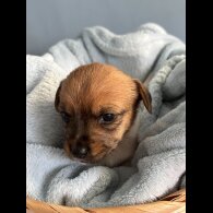 Jack Russell - Both