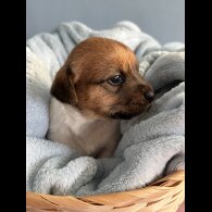 Jack Russell - Both