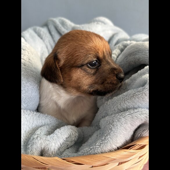 Jack Russell - Both