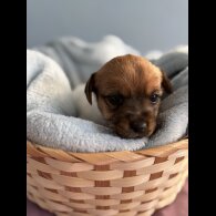 Jack Russell - Both