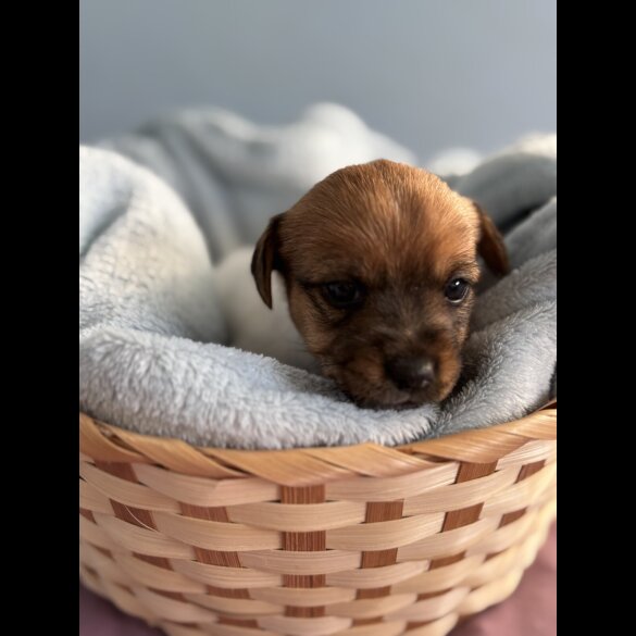 Jack Russell - Both