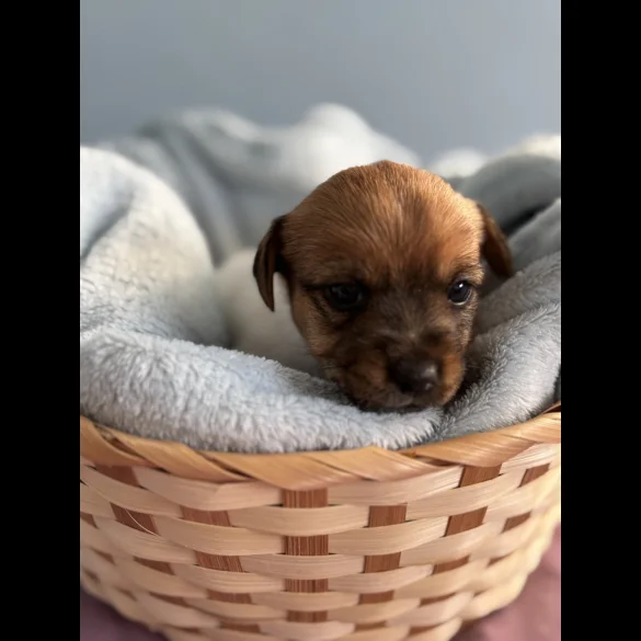 Jack Russell - Both
