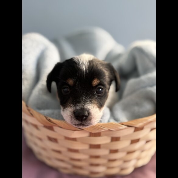 Jack Russell - Both