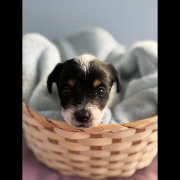 Jack Russell - Both