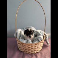 Jack Russell - Both