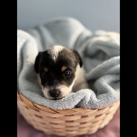 Jack Russell - Both