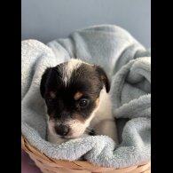 Jack Russell - Both