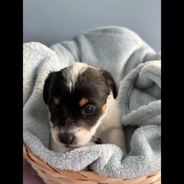 Jack Russell - Both