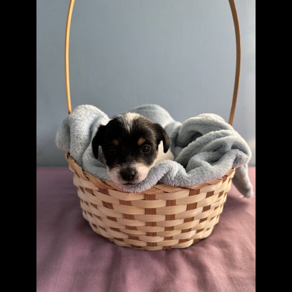 Jack Russell - Both