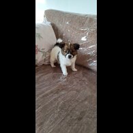 Jack Russell - Both