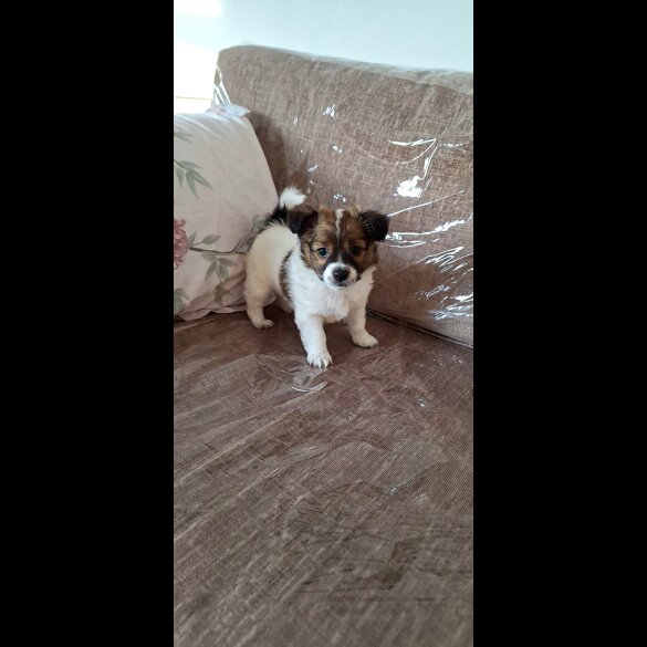 Jack Russell - Both