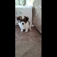 Jack Russell - Both