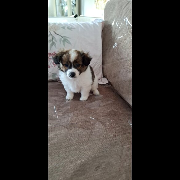 Jack Russell - Both