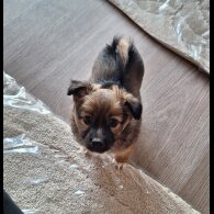 Jack Russell - Both