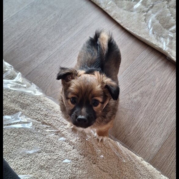 Jack Russell - Both