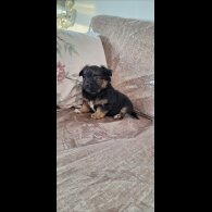 Jack Russell - Both
