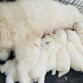 Samoyed - Both