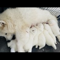 Samoyed - Both