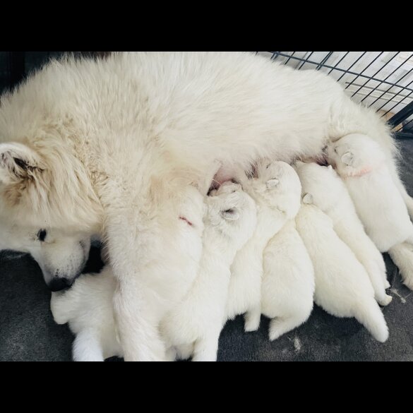 Samoyed - Both