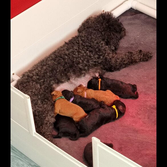 Miniature Poodle - Both
