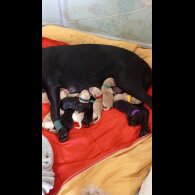 Labrador Retriever - Bitches