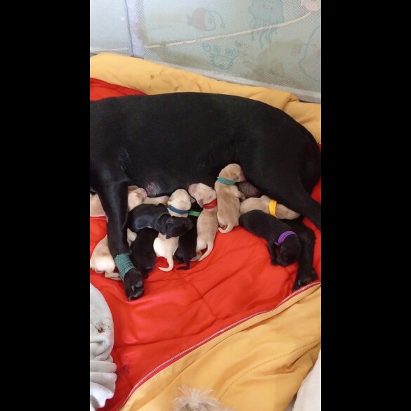 Labrador Retriever - Bitches
