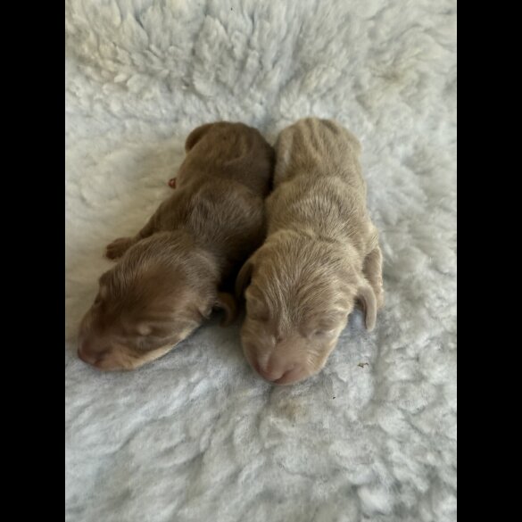 Dachshund (Standard &amp; Miniature) - Both