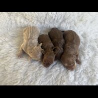 Dachshund (Standard &amp; Miniature) - Both
