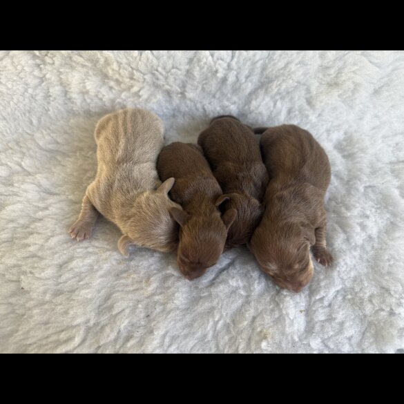 Dachshund (Standard &amp; Miniature) - Both