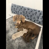 Dachshund (Standard &amp; Miniature) - Both
