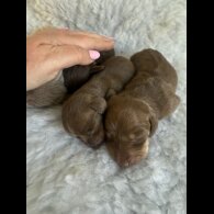 Dachshund (Standard &amp; Miniature) - Both
