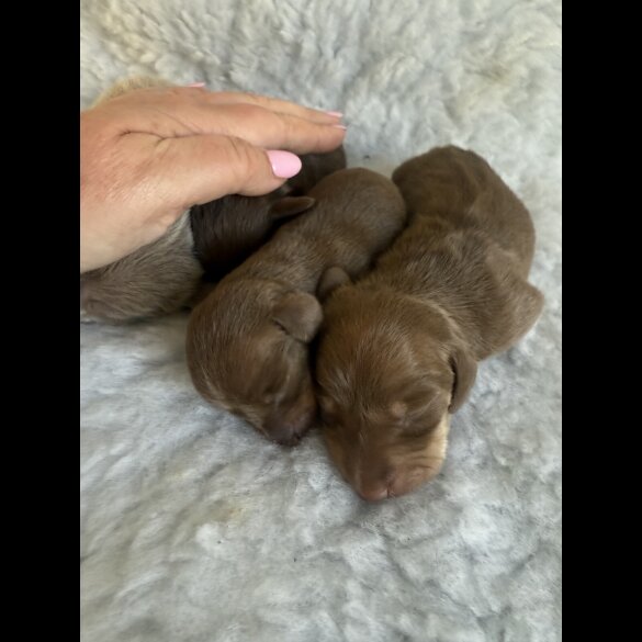 Dachshund (Standard &amp; Miniature) - Both