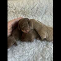 Dachshund (Standard &amp; Miniature) - Both