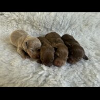 Dachshund (Standard &amp; Miniature) - Both