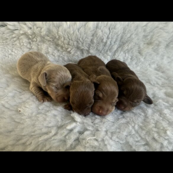 Dachshund (Standard &amp; Miniature) - Both