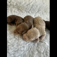 Dachshund (Standard &amp; Miniature) - Both