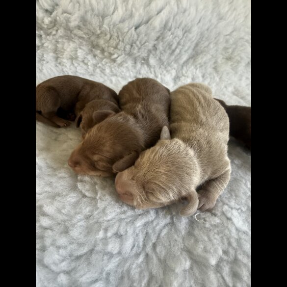 Dachshund (Standard &amp; Miniature) - Both