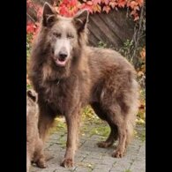 German Shepherd (Alsatian) - Both