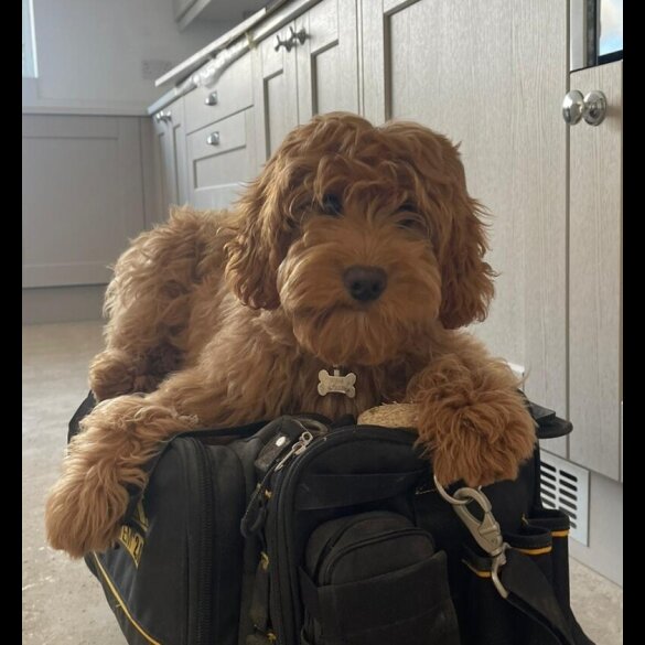 Miniature Poodle