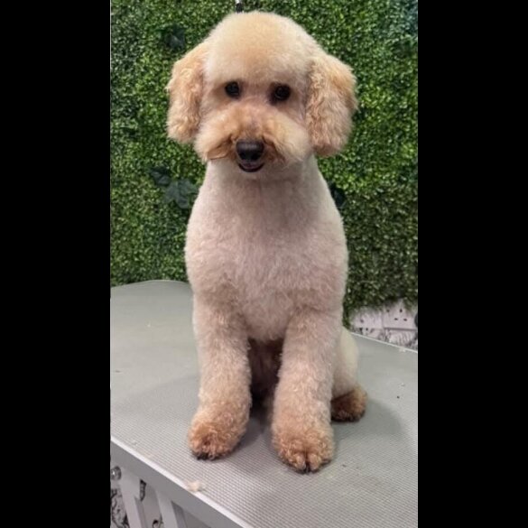 Miniature Poodle