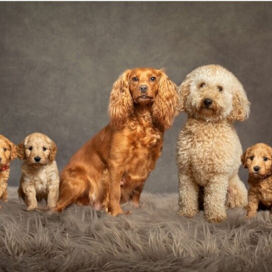Miniature Poodle