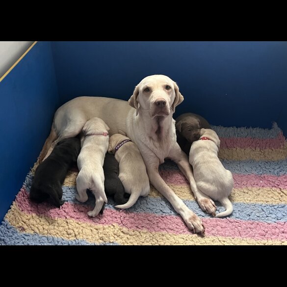 Labrador Retriever - Bitches