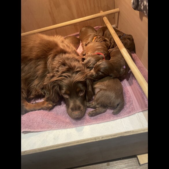 Cocker Spaniel (Working &amp; Show) - Both