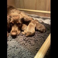 Cocker Spaniel (Working &amp; Show) - Both