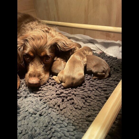 Cocker Spaniel (Working &amp; Show) - Both
