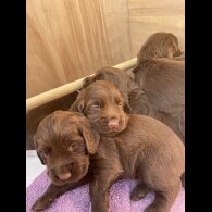 Cocker Spaniel (Working &amp; Show) - Both