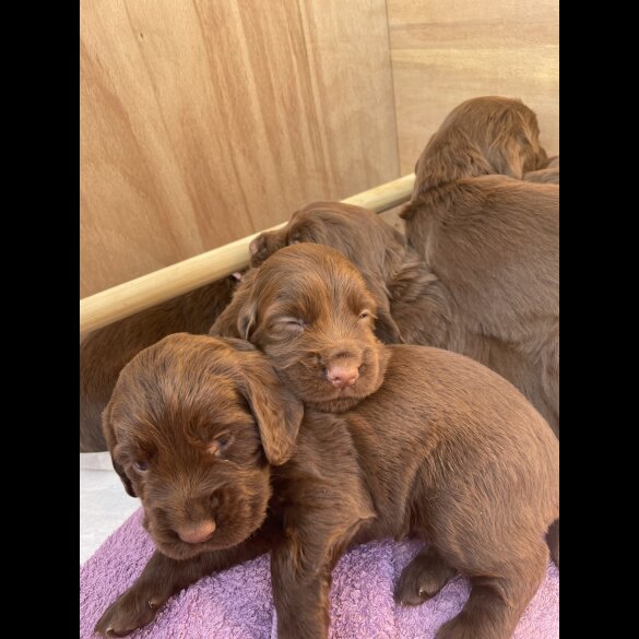 Cocker Spaniel (Working &amp; Show) - Both