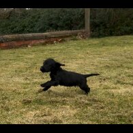 Cocker Spaniel (Working &amp; Show) - Dogs